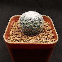 ราคา แมมมิลลาเรีย เลนต้า แมมเลนต้า Mammillaria lenta (4853395672)