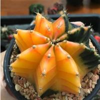 ราคา Gymno Mihano(Seed) | Cactusยิมโนด่าง | ไม้เมล็ด | แคคตัส | กระบองเพชร | ไม้ด่าง | มิฮาโน (9555882878)