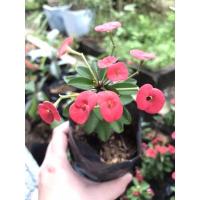 ราคา ต้นโป๊ยเซียนแคระ ไม้มงคล (12257473709)