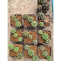 ราคา ไม้กระถาง2นิ้วคละโคลนยิมด่าง,เพลา,รูบี้,red tiger,tlux,trex,pdm,pj,บุษราคัม (14816329816)