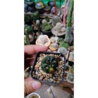 ราคา ยิมโนแม่ลูกดกด่าง​ แคคตัสราคาถูก (4652692059)