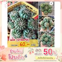 ราคา เมโลแคคตัส Melocactus (17003320375)