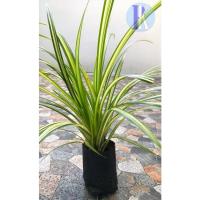 ราคา ต้นว่านเศรษฐีเรือนใน (Spider Plant / Airplane Plant / Anthesicum Picturatum) พร้อมถุงดำขนาด 3 นิ้ว (16478439348)