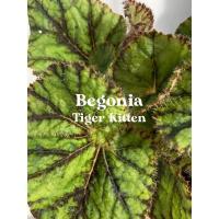 ราคา •Begonia Tiger Kitten• (13150233641)