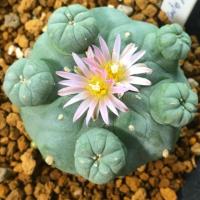 ราคา เมล็ด lophophora Fricii (1916966735)