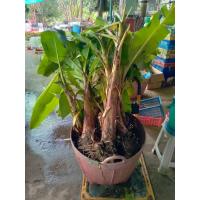 ราคา หน่อกล้วยน้ำหว้า หน่อกล้วยไข่ หน่อกล้วยหอมทอง จากสวนที่บ้านที่เชียงราย พันธุ์แท้จากธรรมชาติ 29 บาทต่อ 1 หน่อ (5344594859)