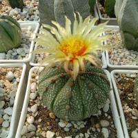 ราคา Astrophytum asterias แอสโตรไฟตัมแอสทีเรียสชนาด 8 cm (2918265597)
