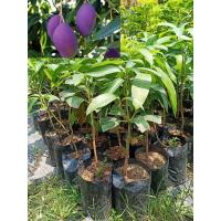 ราคา ต้นมะม่วงน้ำดอกไม้สีม่วง เสียบยอด ต้นแข็งแรง พร้อมปลูก เสียหายเคลมฟรี (8530058502)