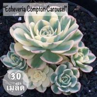 ราคา เมล็ดพันธุ์ ไม้อวบน้ำ "Compton Carousel" 30 เมล็ด (1556079014)