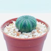 ราคา Astrophytum asterias var. nudum ทรงปลาดาว (6861871436)