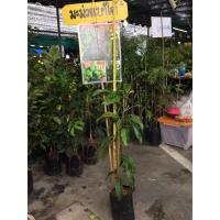 ราคา ต้นมะม่วง ต้นมะม่วงเบาใต้ (6545807256)