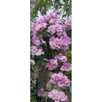 ราคา เถากระเทียม ต้นเถากระเทียม (9444548187)