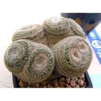 ราคา เมล็ดกระบองเพชร แคคตัส นำเข้า Mammillaria microthele (7869913541)
