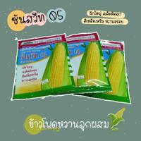 ราคา เมล็ดพันธุ์ข้าวโพดสีเหลือง ข้าวโพดหวาน ซันสวีท05 ตราตะวันต้นกล้า (5538169317)