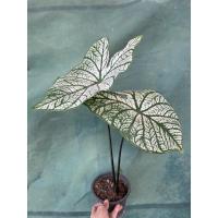 ราคา บอนอิเหนา บอนสีราชินี บอนสีขาว (11907216709)