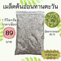 ราคา เมล็ดต้นอ่อนทานตะวัน1 กิโลกรัม อัตราการงอก 90 % (11858744452)