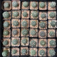 ราคา แคคตัส | แอสโตร (Astro) | แอสโตรไฟตัม (Astrophytum) (10510960579)