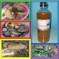 ราคา เชื้อเห็ดตับเต่า เห็ดห้า เห็ดผึ้ง ลงเชื้อเพียงครั้งเดียว ถ้าเชื้อเห็ดเกาะติดกับรากต้นไม้อาศัย จะเก็บกินไปตลอดเลยครับ (5391009853)