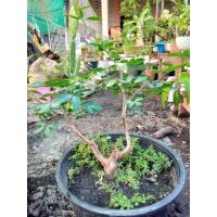 ราคา มะขามเทศแกะชาก ลีลา โครงสร้างบอนไซ (11171782384)