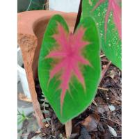 ราคา ต้นบอนสี ช้างเผือกใบบัว ราชินีใบไม้ ขายเป็นหัวรากหรือต้นเล็ก บางต้นยังไม่งอก แบบถุงดำหรือกระถาง 4 นิ้ว 69 บาท (5185694105)