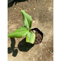 ราคา ต้นพันธุ์ ขมิ้นอ้อย (Zedoary) ว่านขมิ้นอ้อยหรือขมิ้นขึ้น ใช้ปลูกหรือใช้เป็นสมุนไพร พร้อมปลูกในถุงดำ 29 บาท (22119206332)