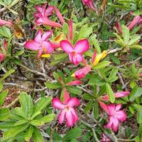 ราคา ต้นดอกชวนชมสีชมพูอมขาวต้นละ130 (8023119483)