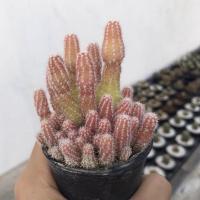 ราคา อิชินอปซิส อิชินอปฟอร์มกอ ด่างชมพู แคคตัส พืชอวบน้ำ (Echinopsis sp.) (9856232392)