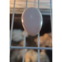 ราคา ไข่เชื้อไก่ซารามอ (Serama Chicken) สำหรับฟักในตู้ฟัก ราคาต่อ 1ใบ (22754673955)