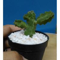 ราคา กระบองเพชรเก๋งจีนน่ารัก (259704744)