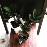 ราคา ต้นกวักมรกตใบดำ ไม้ฟอกอากาศ เสริมความร่ำรวย (4639350290)