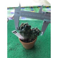 ราคา แคคตัสช้างแฝดรากเดียวกัน (7961244871)