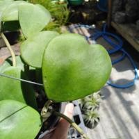 ราคา ต้นโฮย่าหัวใจ เขียว ไม้ประดับแทนความรัก (4739051024)