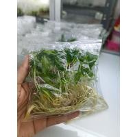 ราคา King of Hearts ว่านเสน่ห์จันทร์ขาว 10ต้น (20028295070)