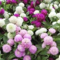 ราคา บานไม่รู้โรยคละสีถูกที่สุด10บ.เมล็ดพันธุ์บานไม่รู้โรย 100 เมล็ดงอกง่าย☘️ปลูกขายได้ปลูกประดับก็สวยทน (10839365082)