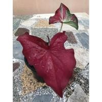 ราคา บอนสีชายชล บอนสี Caladium (6396676295)