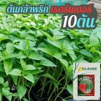 ราคา [ต้นกล้าพร้อมส่ง] ต้นกล้า พริกขี้หนู เรด ธันเดอร์ ต้นกลัาพริก พริกขี้หนู ลูกผสม ตรา CLAUSE 10 ต้น (19181402799)