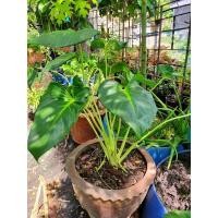 ราคา เสน่ห์จันทร์ขาว ไม้มงคล (11157089079)