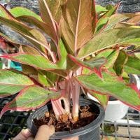 ราคา ต้นแสงเงินแสงทอง สยามออโรร่า Aglaonema sp. ‘Siam-Aurora แก้วกาญจนา กระถางใหญ่ กอแน่น (19706449794)