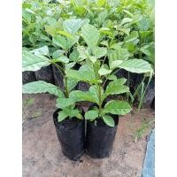 ราคา (พร้อมส่ง‼️)ต้นแคนา คัดสวยๆ (22081093023)