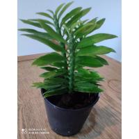 ราคา ต้นบรรไดเศรษฐี ไม้มงคล เสริมดวงเศรษฐี เพิ่มโชคลาภ วาสนา 20 บาท กระถาง 2 นิ้ว (5252316933)