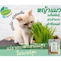 ราคา หญ้าแมว เมล็ด​พันธุ์​นำเข้าจากนิวซีแลนด์​ (7377283644)