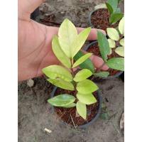 ราคา ต้นกวักมรกตด่าง ต้นละ 1500 (4588490486)