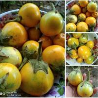 ราคา เมล็ดพันธุ์ มะเขือเปราะ มะเขือเจ้าพระยา[10 แถม 1 คละกันได้] 100 เมล็ด++มะเขือกรอบ#เจ้าพระยา#มะเขือเปราะ#มะเขือแดง#มะเขือ (4745669035)