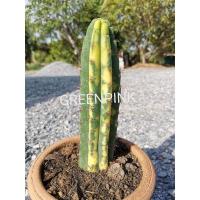 ราคา พาชานอยด่าง 1 ต้น Pachanoi​ Cactus แคคตัส กระบองเพชร ไม้อวบน้ำ ราคาถูก​ ตอด่าง พาคานอย พาคานอยด่าง ด่าง ไม้ด่าง ตอกราฟ (11112575420)