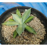 ราคา อากาเว่agave isthmensis' becky (18271046969)