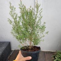 ราคา ต้นสนหอม สนหอม สนหอมไล่ยุง(ต้นไม้ส่งทั้งกระถาง) (18082237885)