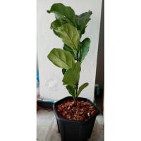 ราคา ไทรใบสักRMBไม้ฟอกอากาศ​สูง30นิ้ว (7877756445)