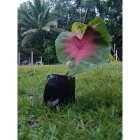 ราคา ต้นบอนช้างเผือกใบบัว.ลูกไม้ป่าก้านดำ.นกกระทา 3กระถาง 100 บาท(รับรองไม่ตาย) (12119212198)