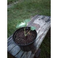 ราคา บอนสีกวนอิมบอนสีขนาดเล็ก (13412172745)