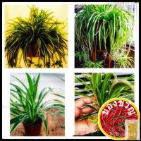 ราคา (ใช้) ต้นไม้แมงมุมแมงมุมพืชคลอโรฟิลล์ comosum เครื่องกรองน้ำ/กุหลาบ/เพิ่ม/เพิ่ม/จุดไฟ HF61 (18759686359)